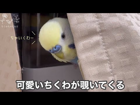 #184 【ミニ】ちくわとのあそび セキセイインコ 男の子 3歳