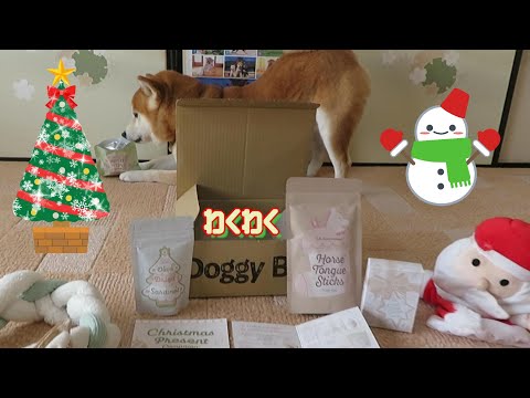 12月のDoggy Boxにクリスマス気分が膨らむ柴犬まめ