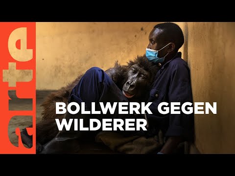 Der Mensch und der Gorilla | Mit offenen Augen | ARTE