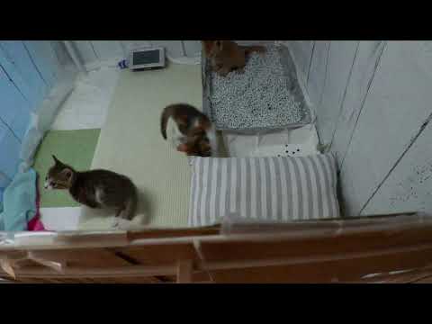 2025.9.8　2:45 ～   　保育室 　Kitten room  [ Miaou Live ]