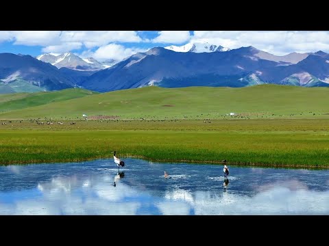 Cranes and snow-capped peaks in perfect harmony in Qinghai