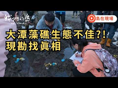 【島在現場】桃園大潭藻礁生態健康度不佳｜民間團體與中油共同現勘追真相｜2026.02.04