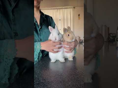 LOS CONEJOS BAILARINES DE RAFAGA! 🐰🐰❤️ #rafaga30años