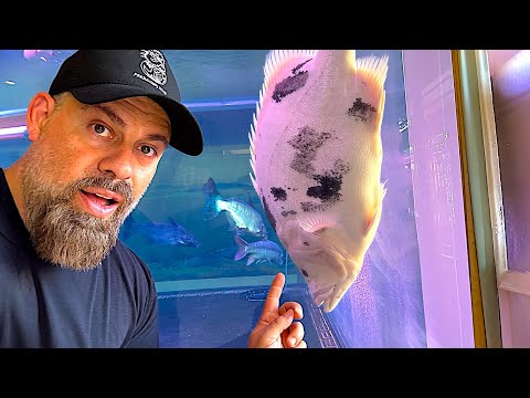 “Inside ASIA'S Most INSANE MONSTER FISH Collecti We traveled all the way to Asia to visit one of the most insane monster fish collectors on the plane