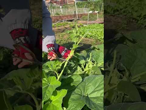 Bầu ăn ngọn - Rạng Đông Seeds #hatgiongrangdong #rangdongseeds