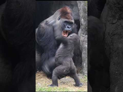 gorilla play with Daddy 💕😆 #gorillatag #taipeizoo #金剛猩猩 #台北市立動物園 #zoo #shorts サムネイル