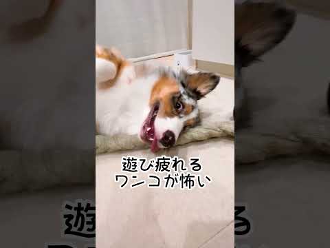 まだ元気だった#犬#犬のいる暮らし #オーストラリアンシェパード #中型犬#かわいい#癒し#dog#aussie#australianshepherd