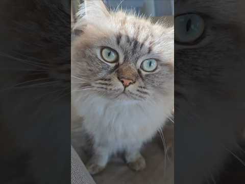 Is it a NO? #cat #funnycats #funnypets #shorts #viralvideo @dojacat @LittleLove666