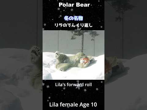 冬はコレでしょ！ホッキョクグマのでんぐり返し #polarbear #shorts