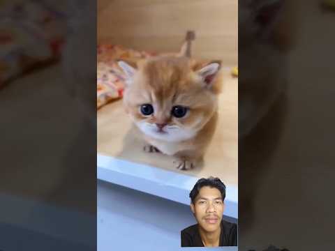 #CatsOfYouTube#CatShorts#FunnyCats#CuteCats#CatLovers#KucingLucu#Meong#CatLife#KucingIndonesia