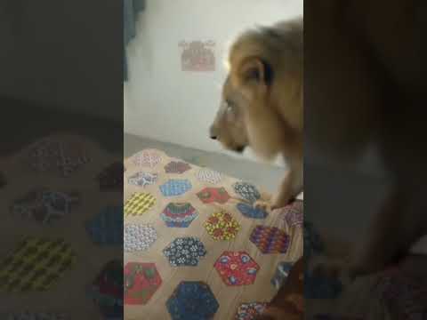 Ghar ke andar lion 🦁😱 #shorts