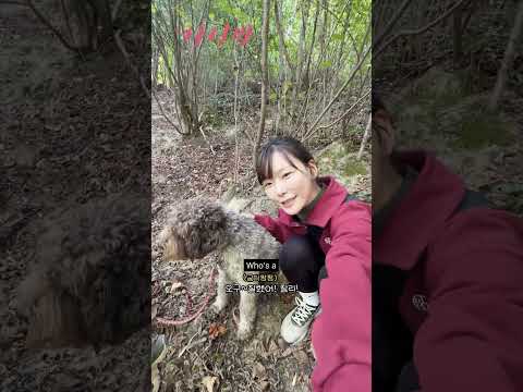 그 비싼 트러플 찾는 <strong>황금알</strong> 낳는 강아지