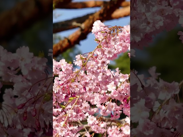 桑折町にある 半田山自然公園の桜です。今年は開花が早くすでに終盤ではありましたが、山桜としだれ桜が綺麗に咲いていました。
 #Shorts

■チャンネル登録はこちら
http://www.youtube.com/channel/UCzlSGQ7jqxhGa9dyPEPhTRQ?sub_confirmation=1

■ドローンでこんな所を撮影してもらいたいという依頼は
コメント欄に残して頂くと実現するかも･･･
可能な限りご要望にお応えしようと思います。

■ドローン撮影依頼は
https://skyshoot.pro