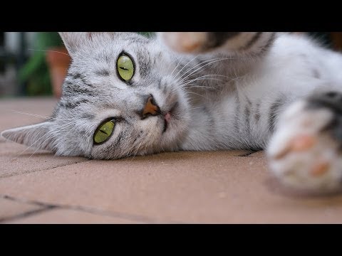 How to Play with Your Cat | Cat Care - UCSpVHeDGr9UbREhRca0qwsA