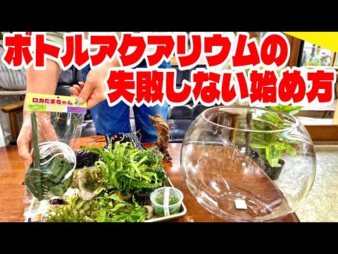 【アクアリウム】失敗しないボトルアクアリウムの始め方(ロカだまちゃんを」使用した水換え不要のボトルアクアリウム)