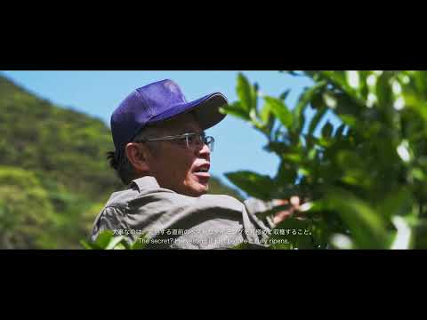 オリオンビールはじめてのワイン「サザンクロスワイナリー」