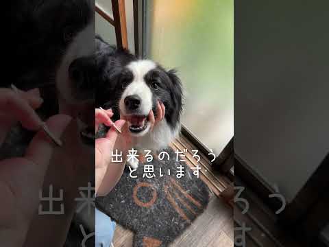 トリマーさんに拒否された愛犬のヒゲ切ってみた #大型犬 #しろくろコリー #大型犬のいる生活 #可愛い #ボーダーコリー #ボーダーコリーのまろ #犬 #チワワ #癒し