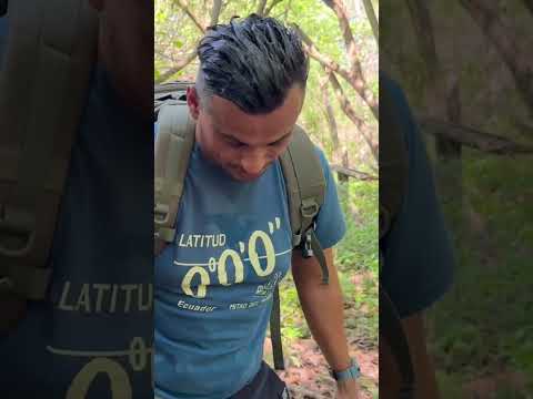 Los cangrejos azules