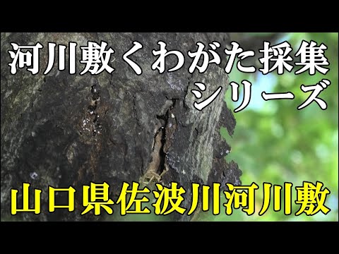 河川敷クワガタ採集 山口県佐波川河川敷
