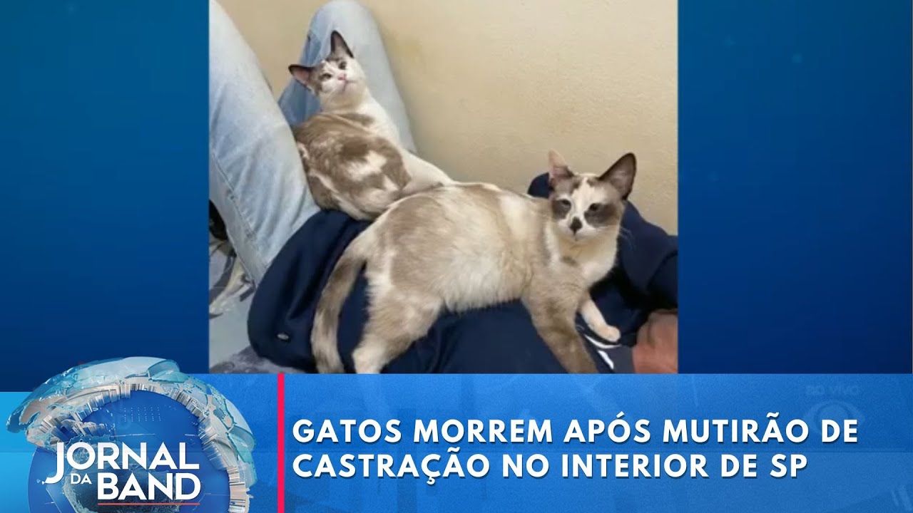 Gatos morrem após mutirão de castração no interior de SP