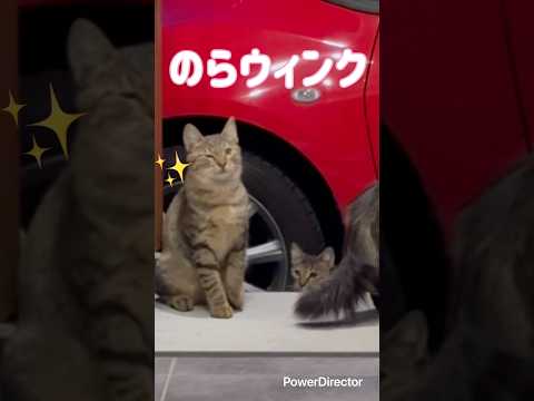 のらねこ大渋滞🐱　#野良猫 #cat #子ネコ