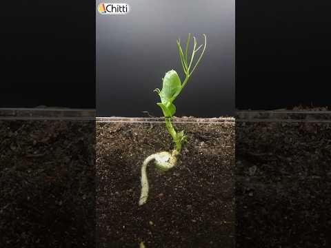 How Seeds Grow Against Gravity? | Ask Chitti - 20 | Seed Germination #chittitamil #askchitti