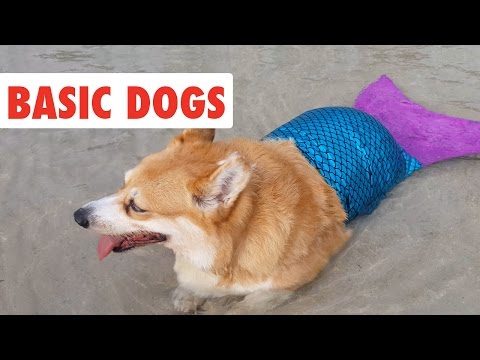 Basic Dogs | Funny Dog Video Compilation 2017 - UCPIvT-zcQl2H0vabdXJGcpg
