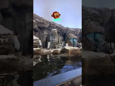 Pingüinos #humor #datoscurisos #biologia