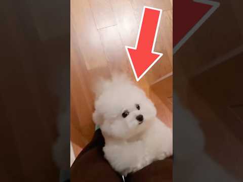 Dog Starts Crying After 1 Minute Prank 🐶💔 #shorts