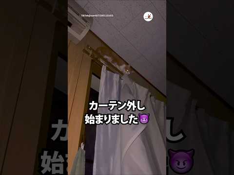 猫の動画サムネイル - 深夜2時にそれはキツイって…｜PECO