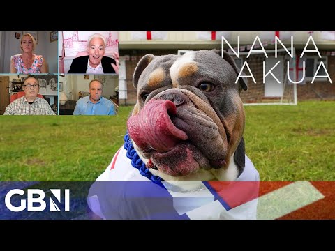 American XL Bully ban: Should all dog owners require a licence?