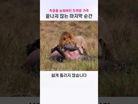 때로는 죽음이 구원이 되기도 합니다