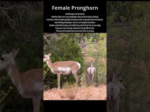 Female Pronghorn & Fawn