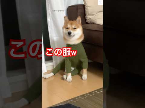 服着た柴犬の愛らしい姿と面白い瞬間を楽しもう サムネイル