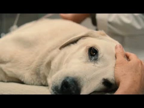 Top 10 Saddest Animal Deaths in Movies - UCaWd5_7JhbQBe4dknZhsHJg