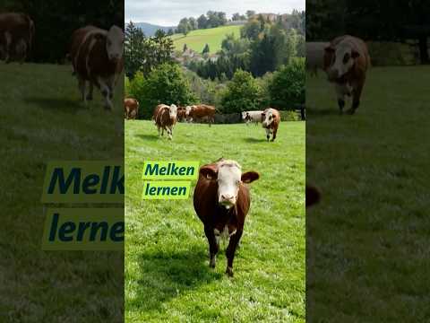 Melkkurs  #unserland #landwirtschaft #melken #milch #kühe #shorts