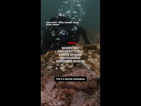 Scientist unexpectedly finds shark devouring another shark