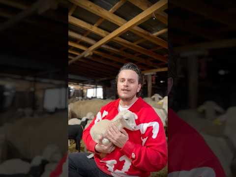 Surah An-Nas 🤍🐑 سورة الناس - Egzon Ibrahimi #egzonibrahimi #surahannas #سورة_الناس