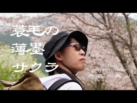 蓑毛の薄墨桜｜春ですね。丹沢・山麓の静かすぎる桜を見にいく(Minoge, Japan | Usuzumi Cherry Blossoms in a Too-Quiet Spring)