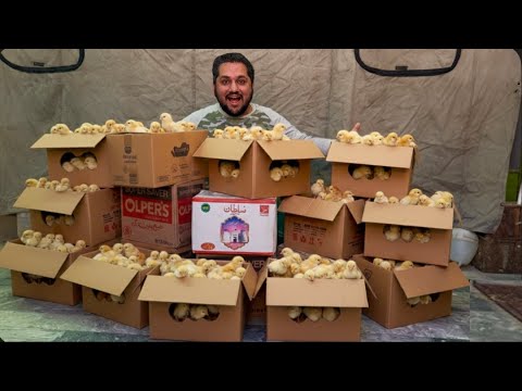 Only Shamo Aseel Chicks Hatching 🐣 Chicken Farming At Home, Murgi Farm, Hsn Entertainment 