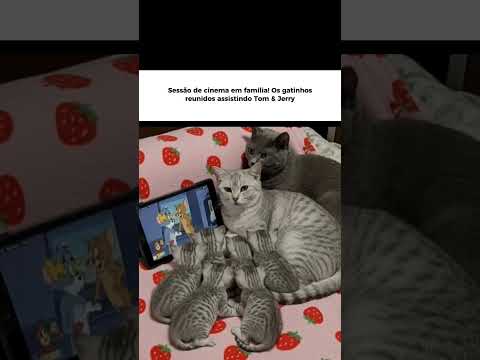 Essa Gatinha descobriu um jeito de deixar seus filhotes quietinhos,e ainda aproveita mais seu dia