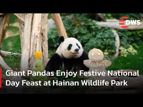 WATCH: Giant Pandas Feast on Special Treats During China’s National Day Holiday | AQ15