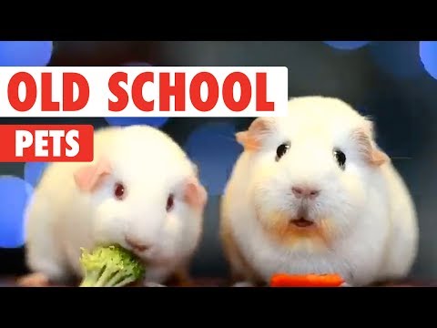 Old School Pets | Funny Pet Video Compilation 2017 - UCPIvT-zcQl2H0vabdXJGcpg