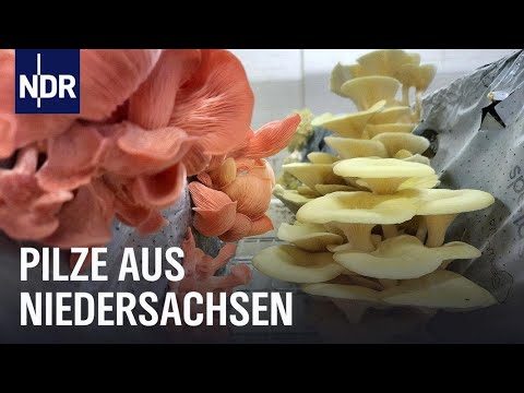 Pilz-Power aus Niedersachsen | Die Nordreportage | NDR