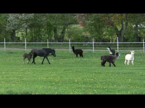 Baby Horse Chases Alpacas