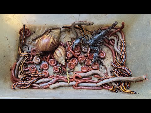 Capture Cutest Closed-Up Red Millipede, Spotted Millipede, Snail, Scorpions so amazing