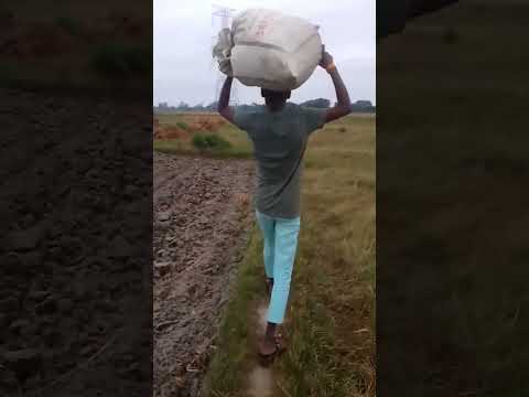 #shortvideo आज हमारे गांव में बारिश होने पर मेरा धान भीजा गए