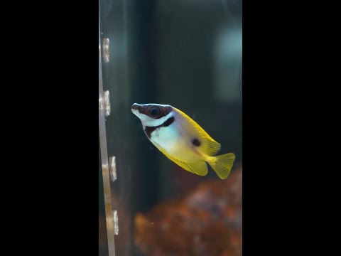 Coming this Monday to Diver's Den at 5pm CST! Coming this Monday to Diver's Den at 5pm CST!
#liveaquaria #diversden #wysiwyg #fishkeepers #fishtok