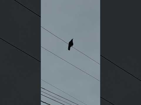 カラスの変な鳴き
