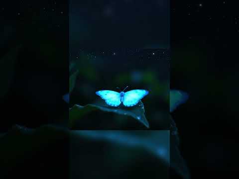 You Won't Believe This Butterfly with GLOWING Bioluminescent Wings! #shorts #shortvideo #youtube